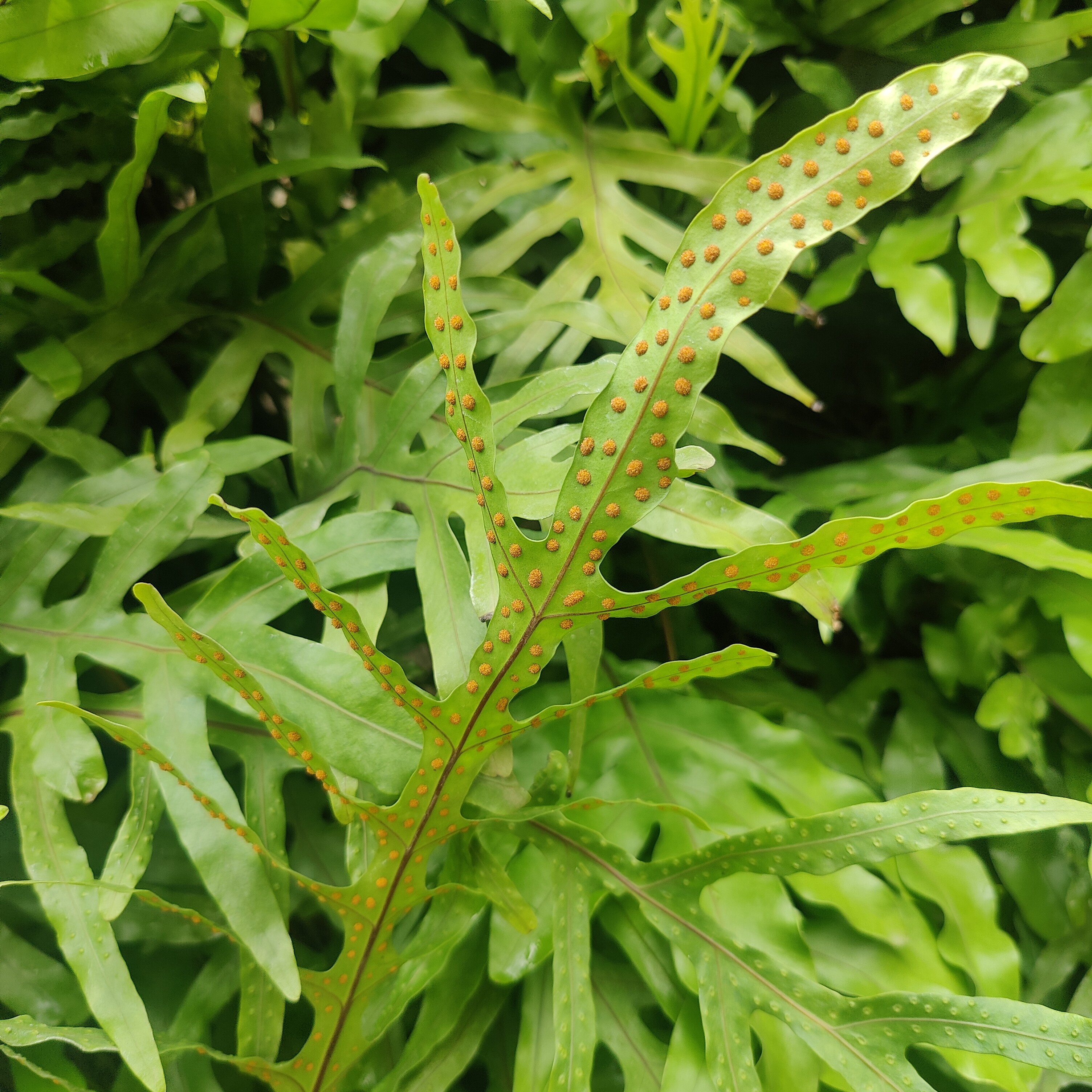 Microsorum